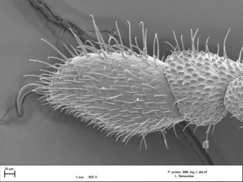 Media type: image;   Invertebrate Zoology 147385   shows cataloged_item 147385